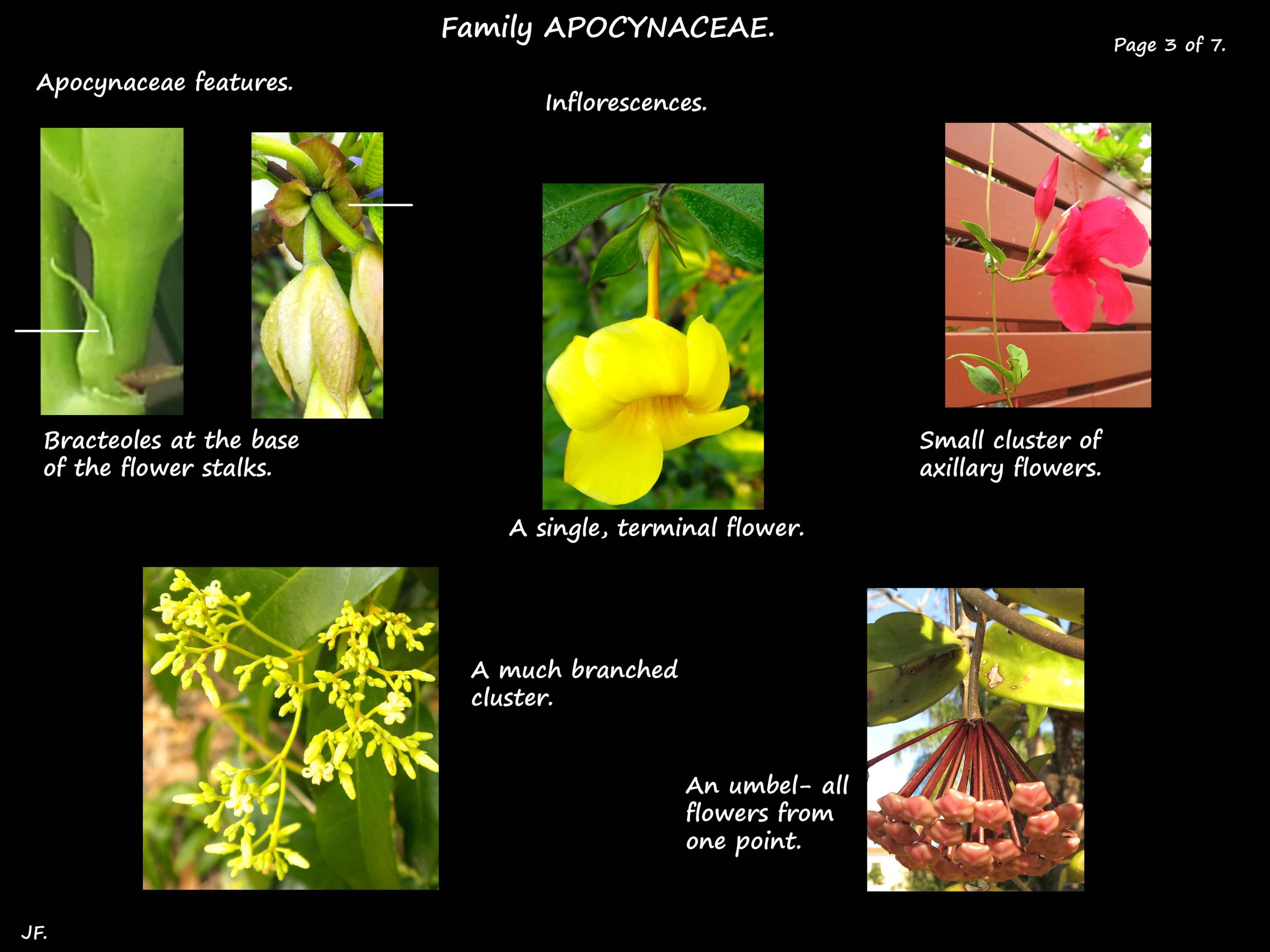 3 Apocynaceae inflorescences